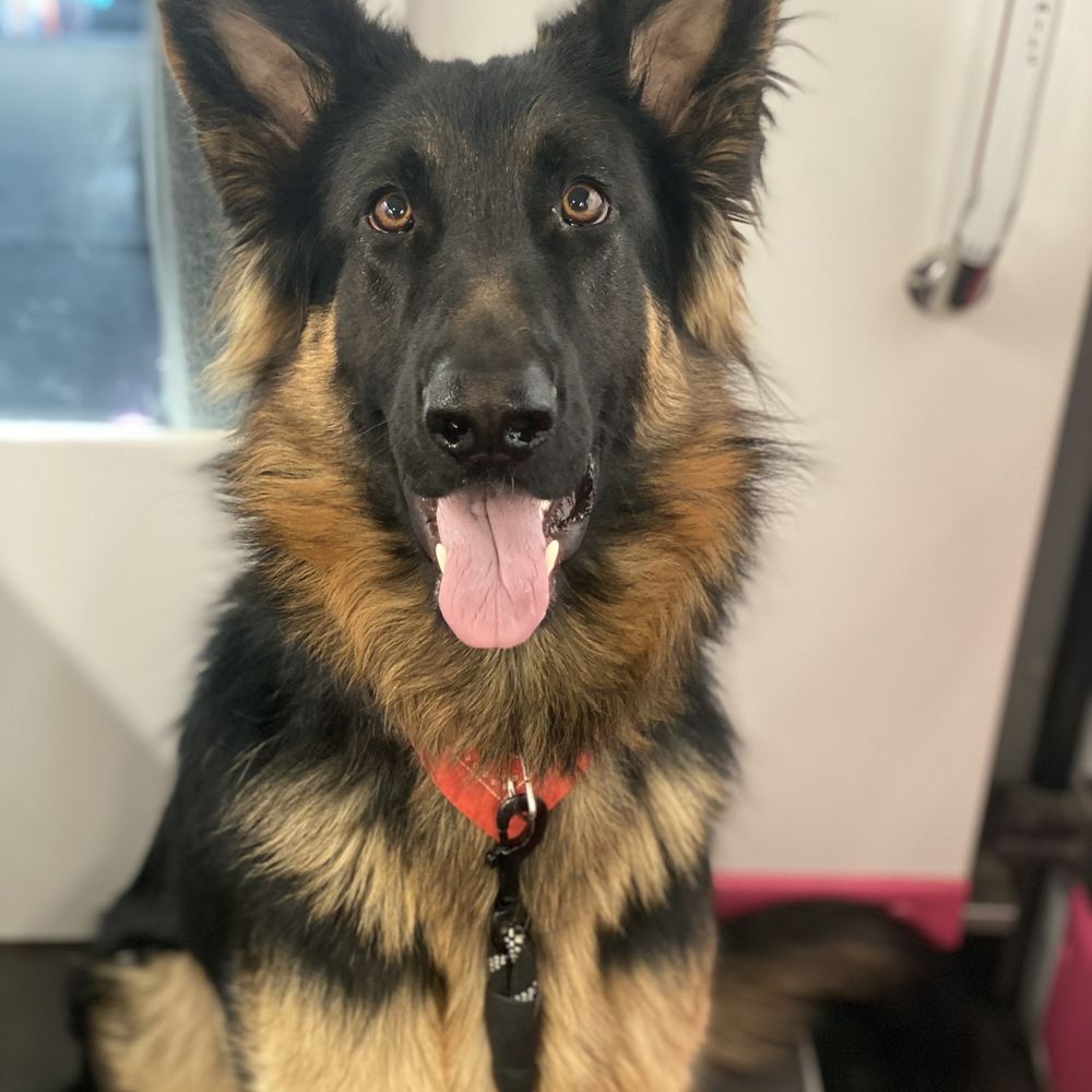 Couture Clips - Pet Groomers Near Me