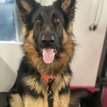 Couture Clips - Pet Groomers Near Me