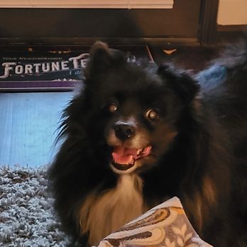 Happy K9 - Mister, 8 year old German Spitz - Pet Groomers Near Me - Fort Worth, Texas Happy K9 - Mister, 8 year old German Spitz - Pet Groomers Near Me - Fort Worth, Texas