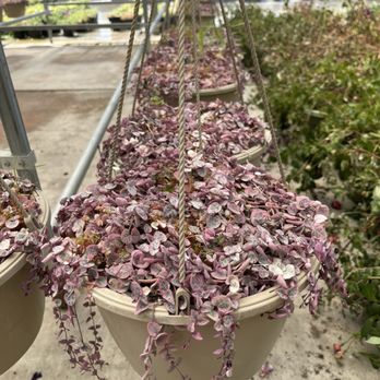 HIGH HAND NURSERY - Updated February 2026 - 709 Photos & 209 Reviews