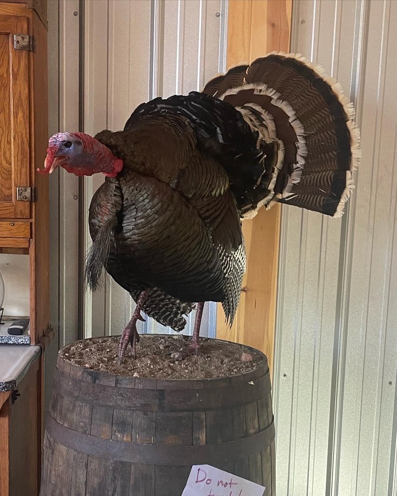 PONDEROSA WILDLIFE STUDIO 11 Photos Black Forest, Colorado