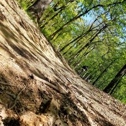 Fullerton Woods