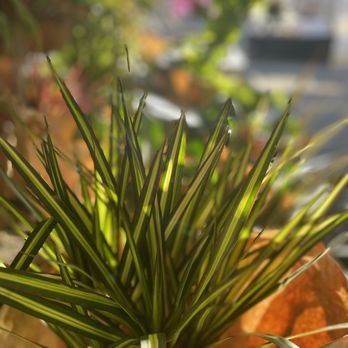 Jessi Foliage and Plants - Nurseries & Gardening Near Me - Encinitas, California Jessi Foliage and Plants - Nurseries & Gardening Near Me - Encinitas, California