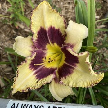 QB Daylily Gardens - Nurseries & Gardening Near Me - Caledonia, New York QB Daylily Gardens - Nurseries & Gardening Near Me - Caledonia, New York
