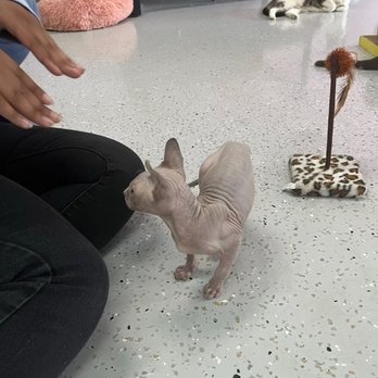 Cat Cafe Rescue - Pet Adoption Near Me - Chino Hills, California Cat Cafe Rescue - Pet Adoption Near Me - Chino Hills, California