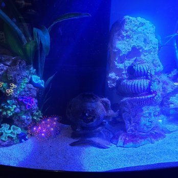 John’s Aquarium Service - Aquarium Services Near Me John’s Aquarium Service - Aquarium Services Near Me