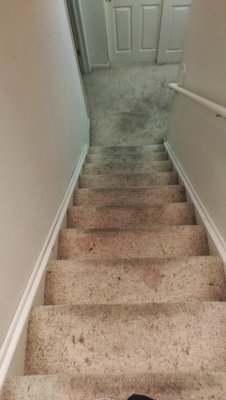 pet stain removal - Ever Steam Carpet that is the Pet Stain Removal Services in Denver know the aggravation pet accidents cause. Tying to remove pet urine odors and stains yourself is hard, if not impossible. You need professional assist to get your carpets clean, sanitized and smelling fresh again. Let us assist you get back to enjoying your home. Your dog is division of your family. He means well, but sometimes accidents happen to the top of us. We’re here to assist with all of your pet odor carpet cleaning needs. With expert technicians in addition to a whole heaping pile of… know how, we’ll really clean pet odor and stains out of your carpets – instead of just hiding the trouble. We pursue a 3 stage pet urine carpet cleaning approach. This approach successfully removes pet urine odor from carpets. This is by using only the premium equipment and solutions available to properly clean your carpets and neutralize odors. We don’t just do a fundamental surface cleaning without neutralizing the source of the odor, as many other companies do.