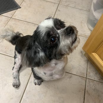 Reese's Rainbow Mobile Pet Salon - Freshly groomed and already back to begging for treats! - Pet Groomers Near Me Reese's Rainbow Mobile Pet Salon - Freshly groomed and already back to begging for treats! - Pet Groomers Near Me