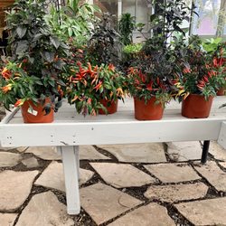 Richfield Farms & Garden Center - Pepper plants