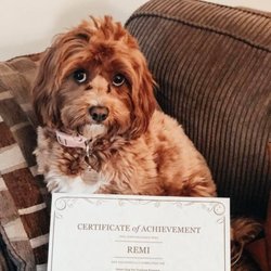 Smart Dog Pet Training - Remi