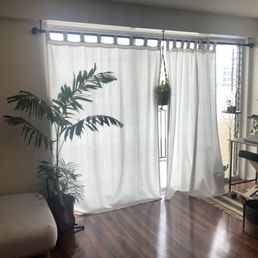 Macarthur Palm tree, next to the sofa.