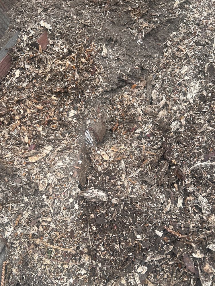 Bellizzi Tree Service - tree service in Campbell, CA