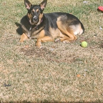 Merced Dog Park - ASADA, she's a sweetheart - Dog Parks Near Me - Merced, California