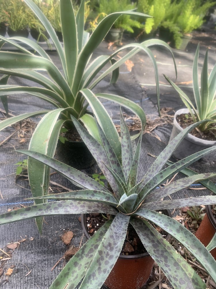 SUNLAND ORCHIDS Updated September 2024 14 Photos 11640 Shawnee Rd