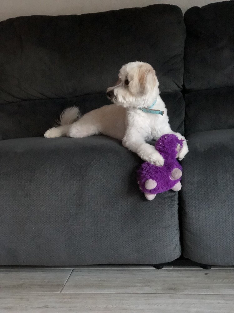 ROSA’S DOG GROOMING SERVICE 26 Photos & 59 Reviews 113 E Rialto Ave