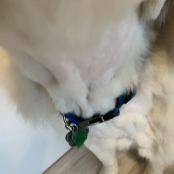 dog gone purrfect mobile grooming