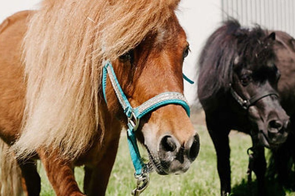 The Stables at Seabeck - equestrian in Seabeck, WA
