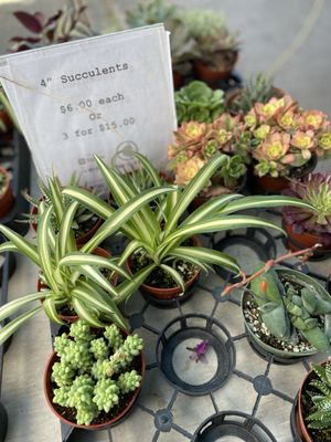 Alemany Farmer's Market by null