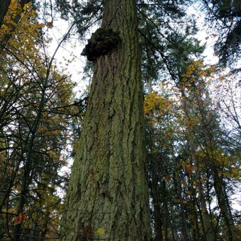 Darrow State Park - Willamette River Greenway - Hiking Near Me - Salem, Oregon