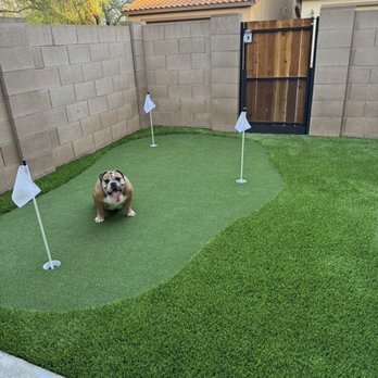 Big Bully Turf - Putting green and turf put in by big bully turf (English bulldog sold separately) - Artificial Turf Near Me - Tucson, Arizona Big Bully Turf - Putting green and turf put in by big bully turf (English bulldog sold separately) - Artificial Turf Near Me - Tucson, Arizona