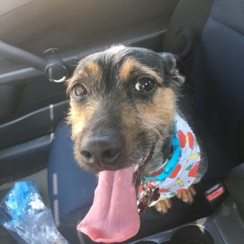 Blue Dog Pet Grooming - Pet Groomers Near Me - Virginia Beach, Virginia