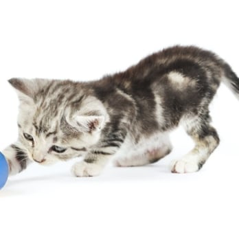 Freed Veterinary Hospital - Kennel Hampton, VA 23669 - Veterinarians Near Me - Hampton, Virginia Freed Veterinary Hospital - Kennel Hampton, VA 23669 - Veterinarians Near Me - Hampton, Virginia