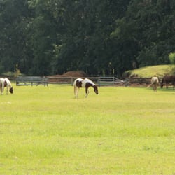 Dixie Stables and Riding Academy - Beautiful setting !