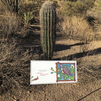 Pinnacle Peak Park - So very Arizona. - Hiking Near Me - Scottsdale, Arizona