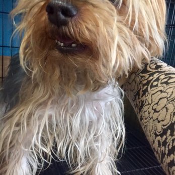 Bark N Brush - My lil' man, Oscar BEFORE he got into the bushes and was a wreak ! - Pet Groomers Near Me - Cathedral City, California Bark N Brush - My lil' man, Oscar BEFORE he got into the bushes and was a wreak ! - Pet Groomers Near Me - Cathedral City, California