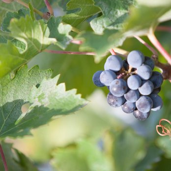 Water From Wine - a bunch of grapes on a vine - Wine Tasting Room Near Me - Paterson, Washington