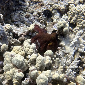 Mike Severns Diving - An octopus we had spotted at one of our dives. - Diving Near Me