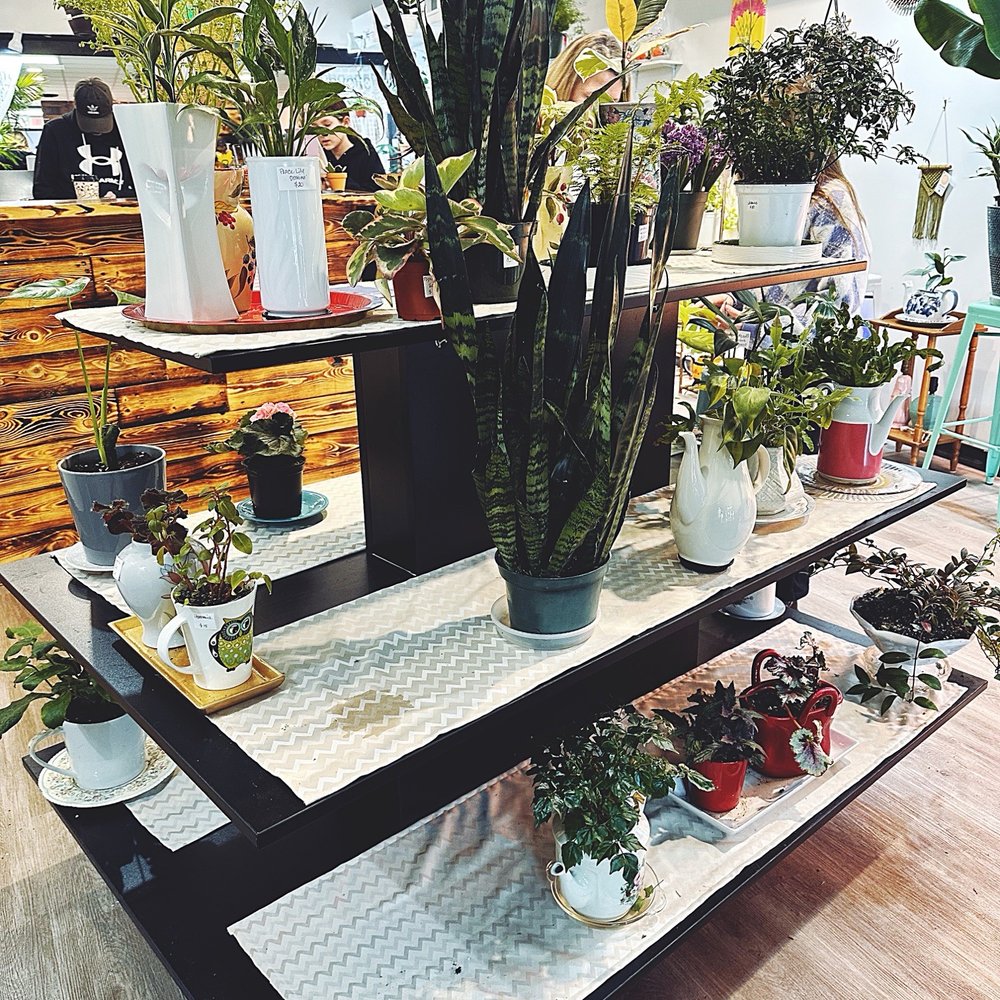 The Potted Palm - There's a plant for everyone. - Gift Shops Near Me - Cincinnati, Ohio The Potted Palm - There's a plant for everyone. - Gift Shops Near Me - Cincinnati, Ohio