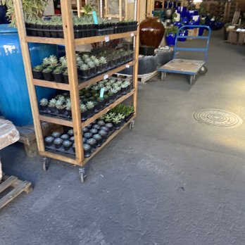 Geobunga - Plants - Nurseries & Gardening Near Me - Aiea, Hawaii
