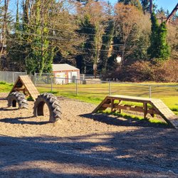 B-Town Dog - Love the agility course