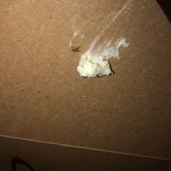 The Old Spaghetti Factory - Fruit fly we killed, it was crawling in the tiramisu in a CLOSED box! - Italian Near Me - Riverside, California The Old Spaghetti Factory - Fruit fly we killed, it was crawling in the tiramisu in a CLOSED box! - Italian Near Me - Riverside, California