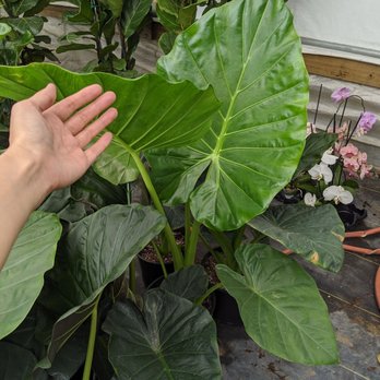 Plant and Pottery Outlet - Look at those giant leaves - Nurseries & Gardening Near Me - Sunol, California Plant and Pottery Outlet - Look at those giant leaves - Nurseries & Gardening Near Me - Sunol, California