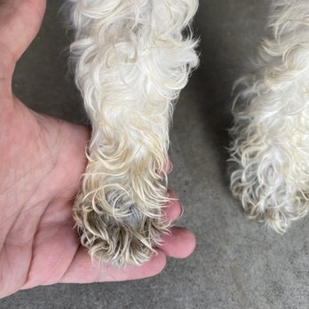 Camp Bow Wow - My dog's paws were so urine soaked that when I gave her a bath the water was yellow - Pet Groomers Near Me - Mckinney, Texas