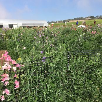 The Flower Fields - Venues & Event Spaces Near Me - Carlsbad, California The Flower Fields - Venues & Event Spaces Near Me - Carlsbad, California