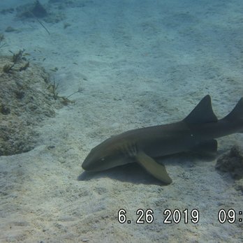 C Squared Scuba - Nurse Shark - Scuba Diving Near Me