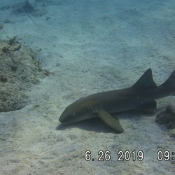 C Squared Scuba - Nurse Shark