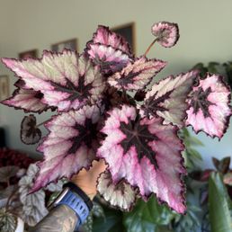 Begonia Painted Leaf
