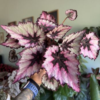 Dana Point Nursery - Begonia Painted Leaf - Nurseries & Gardening Near Me - Dana Point, California