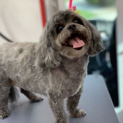 Tails N Wheels Mobile Dog Grooming - Megawatt smile from pickaboo!