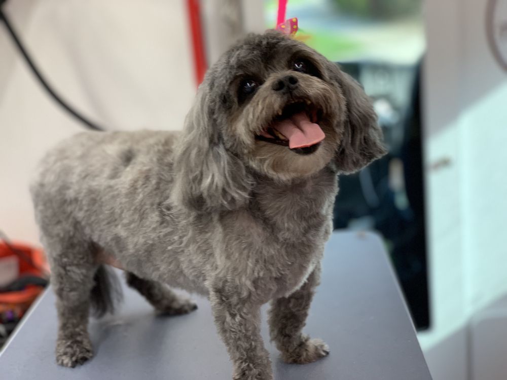 Tails N Wheels Mobile Dog Grooming