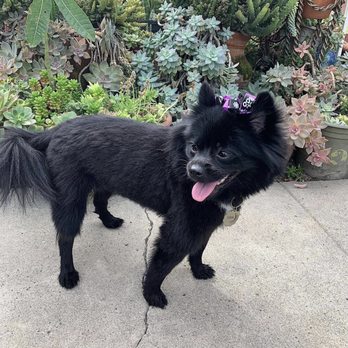 Your Elegant Pet - Grooming - Pet Stores Near Me - Lakewood, California Your Elegant Pet - Grooming - Pet Stores Near Me - Lakewood, California