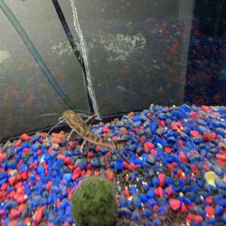 50 Fathoms Pet Shop