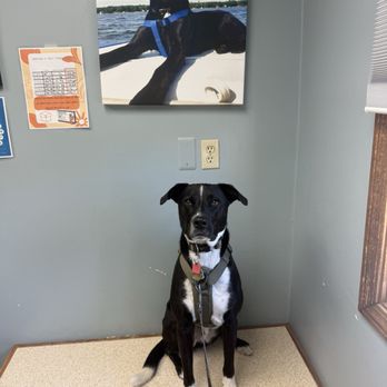 VCA Brighton Animal Hospital - Veterinarians Near Me - Brighton, Michigan VCA Brighton Animal Hospital - Veterinarians Near Me - Brighton, Michigan
