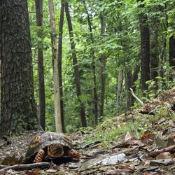 Little Buffalo State Park