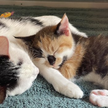 Brooklyn Cat Cafe - Pet Adoption Near Me - Brooklyn, New York Brooklyn Cat Cafe - Pet Adoption Near Me - Brooklyn, New York