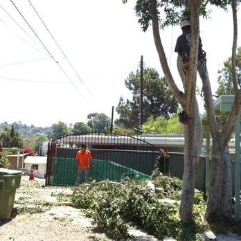 Elite Tree Care - Hard (h)at work! - Tree Services Near Me - Los Angeles, California